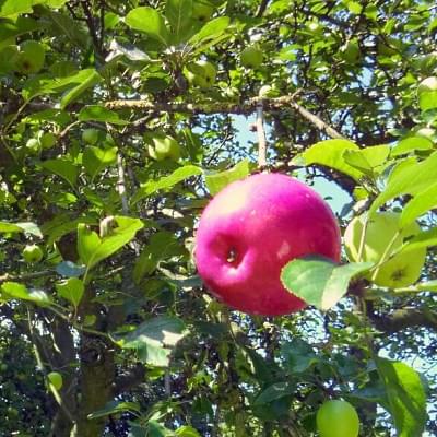 Dekoobst im Apfelbaum